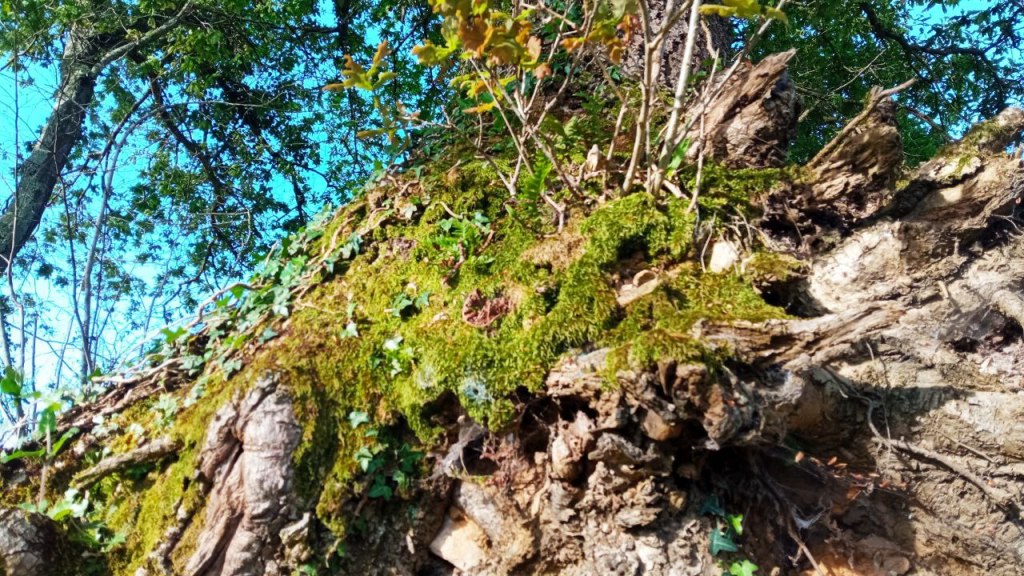 Musgo en tronco de árbol, con el cielo arriba, símbolo de la permanencia y lo real